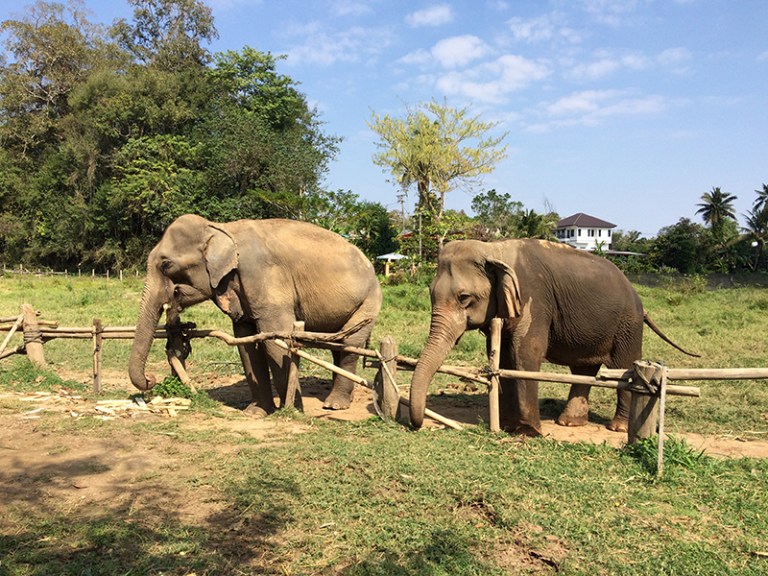 Slonie Tajlandia